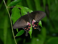 Common Mormon - ssp romulus - female form polytes  - Phuket