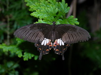 Common Mormon - ssp romulus - female form polytes  - Phuket