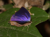 Common Oakblue - male  - Kaeng Tana NP