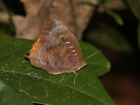 Common Oakblue - male  - Kaeng Tana NP