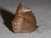 Common Palmfly - ssp agina - female  - Phuket