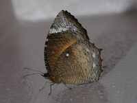 Common Palmfly - ssp agina - female  - Phuket
