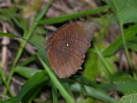 Common Palmfly - ssp agina - male  - Phuket