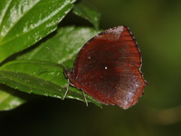 Common Palmfly - ssp meridionalis  - Baan Maka