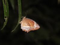 Common Palmfly - ssp tinctoria - female form expixantha  - Ta Phraya NP
