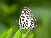 Common Pierrot - ssp rosimon - female  - Phuket