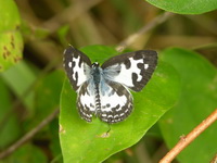 Common Pierrot - ssp rosimon - female  - Koh Petra
