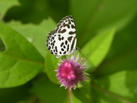 Common Pierrot - ssp rosimon - male  - Phuket