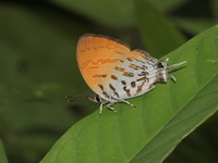 Common Posy - ssp biosduvalli  - Khao Laem NP