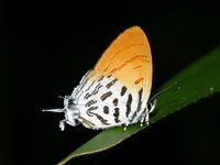 Common Posy - ssp biosduvalli  - Phuket