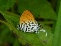 Common Posy - ssp biosduvalli  - Phuket