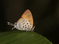 Common Posy - ssp biosduvalli  - Kui Buri NP
