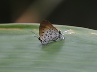 Common Posy - ssp boisduvalii - female  - Kaeng Krachan NP