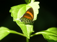 Common Posy - ssp boisduvalii - male  - Phuket