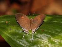 Common Posy - ssp moorei - female  - Bang Lang NP