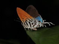Common Posy - ssp moorei - male  - Bala