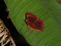 Common Punchinello - ssp albipunctatus - female  - Bang Lang NP