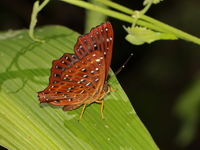Common Punchinello - ssp allica - female  - Kaeng Krachan NP