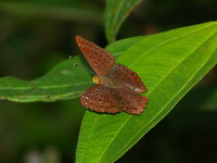 Common Punchinello - ssp allica - female  - Phuket