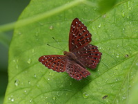 Common Punchinello - ssp allica - female  - Chiang Dao