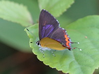Common Purple Sapphire - ssp latilimbata - male  - Doi Lang