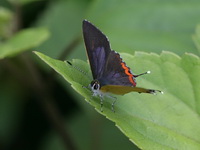 Common Purple Sapphire - ssp latilimbata - male  - Doi Lang