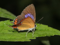 Common Purple Sapphire - ssp latilimbata - male  - Chiang Dao
