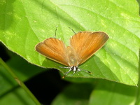 Common Red Flash - ssp iarbus - female  - Phuket