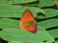 Common Red Flash - ssp iarbus - male  - Satun