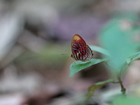 Common Red Harlequin - ssp boulleti  - Khao Luang Krung Ching NP