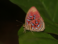 Common Red Harlequin - ssp boulleti  - Pha Dam