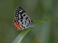 Common Red Pierrot - ssp burmana  - Phu Pha Man NP