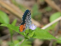 Common Red Pierrot - ssp burmana  - Suan Hin Pha Ngam