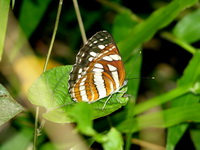 Common Sailor - ssp papaja - female  - Phuket