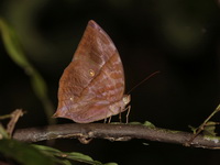 Common Saturn - ssp amethysta - male  - Khao Pra Bang Khram WS
