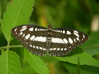Common Sergeant - ssp perius  - Phuket