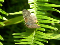 Common Silverline - ssp tavoyanus - male  - Phuket