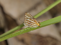 Common Silverline - ssp tavoyanus  - Omkoi