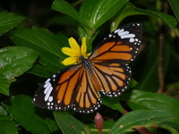 Common Tiger - ssp genutia - female  - Phuket