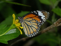 Common Tiger - ssp genutia - female  - Phuket
