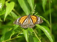 Common Tiger - ssp genutia - female form intermedius  - Phuket