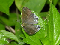 Common Tit - ssp teatus - female  - Phuket