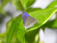 Common Tit - ssp teatus - male  - Phuket
