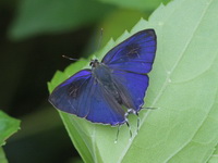 Common Tit - ssp teatus - male  - Chumphon