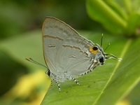 Common Tit - ssp teatus - male  - Phuket
