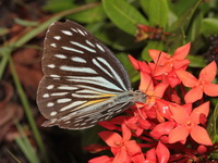Common Wanderer - form lutea female  - Ta Phraya NP