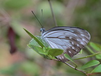 Common Wanderer - male  - Ubon Ratchatani