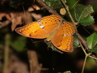 Common Yeoman - ssp mithila - female  - Baan Maka