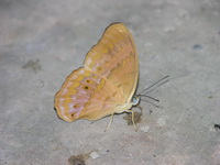 Common Yeoman - ssp mithila - male  - Kaeng Krachan NP