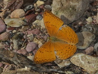 Common Yeoman - ssp mithila - male  - Tham Sakoen NP
